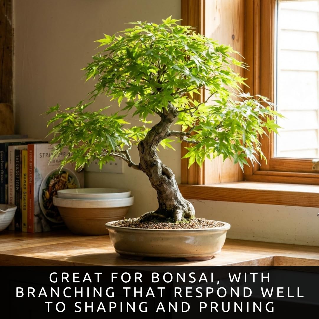 2-Pack Live Green Japanese Maple Tree Starts – Acer Palmatum Seedlings – Ornamental Landscape Trees – Vibrant Spring Color – Easy to Grow Starter Plants