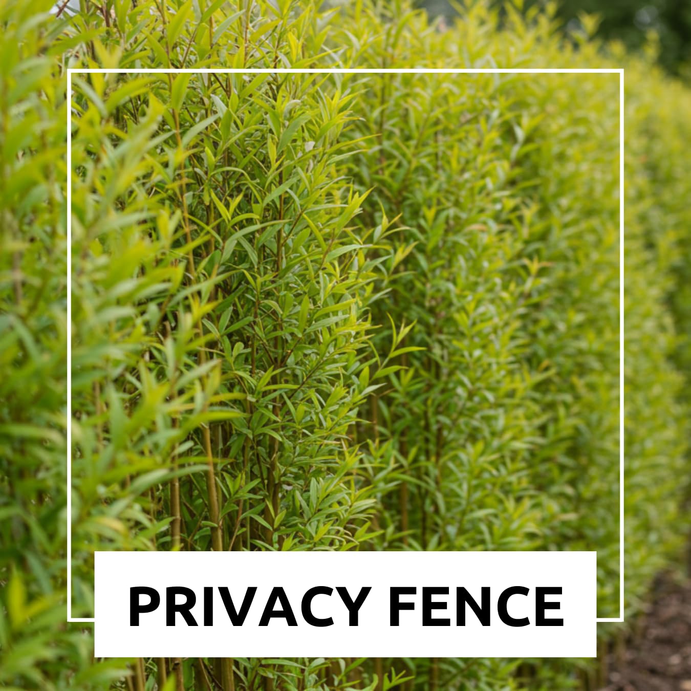 10 Austree Hybrid Willow Trees, Fastest Growing Shade or Privacy Tree - Austree Hybrid Willow Tree - 10 Live Trees