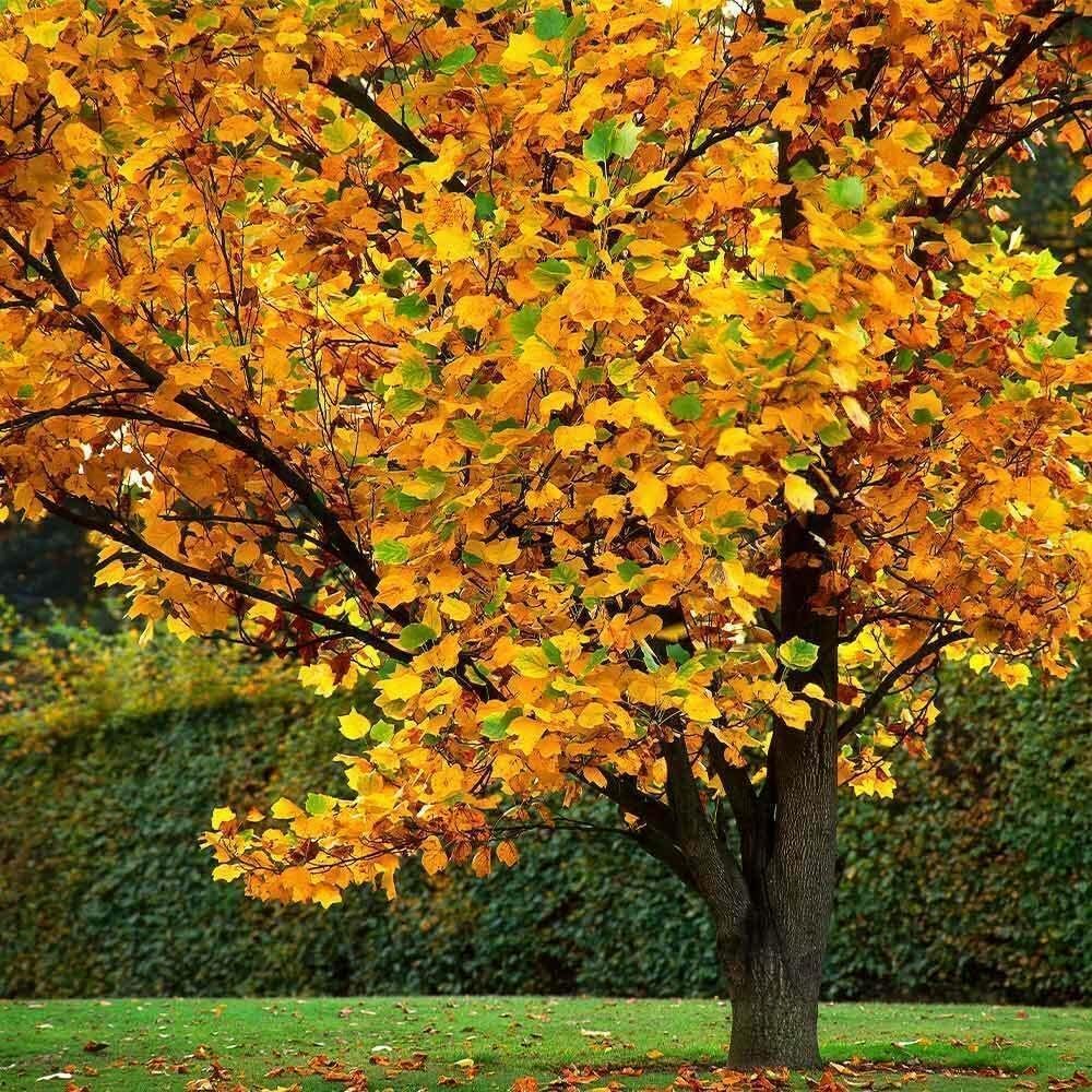 2 Tulip Poplar Trees - 18-24" Tall Live Plants - American Tulip Tree Seedlings - Liriodendron tulipifera - (2 Pack)
