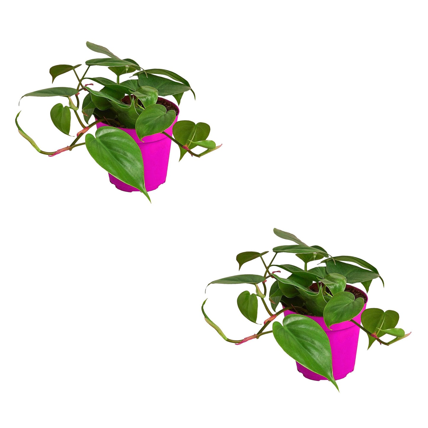 2 Pack Philodendron Cordatum Heartleaf in 4in Pot - Live Plants Tropical Houseplants | Variegated | USA Growers | The Snobby Leaf
