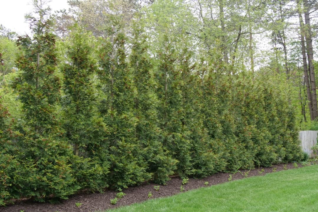 Greenwood Nursery: Live Trees - American Pillar Arborvitae Tree + Thuja Occidentalis - [Qty: 5X Quart Pots] - (Click for Other Available Plants/Quantities)