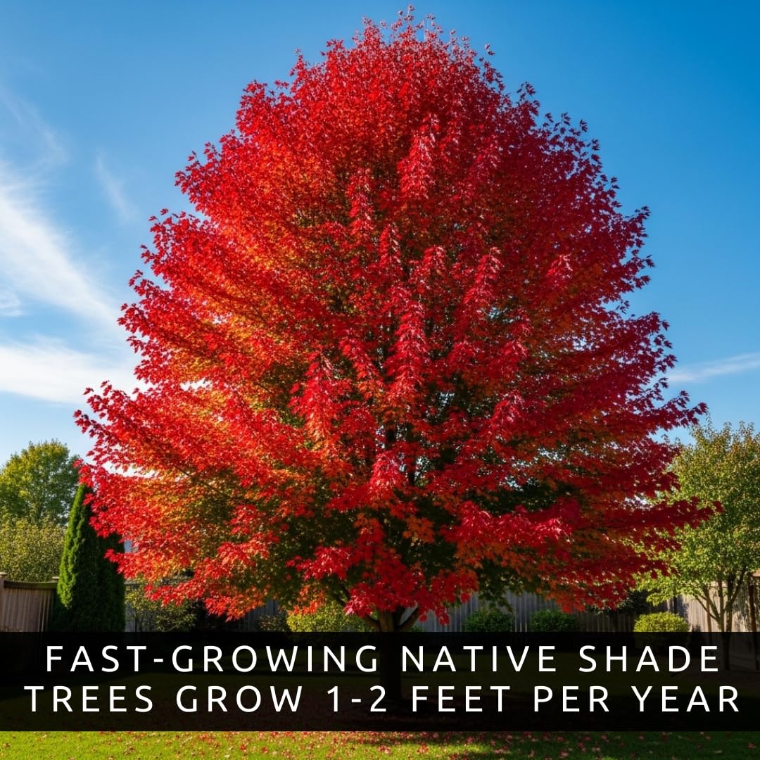 3 Pack Red Maple Trees (Acer rubrum) – Live Hardy Shade Trees, Vibrant Red Foliage, Fast Growing Landscape Trees for Yard & Garden - Ships Dormant, No Leaves