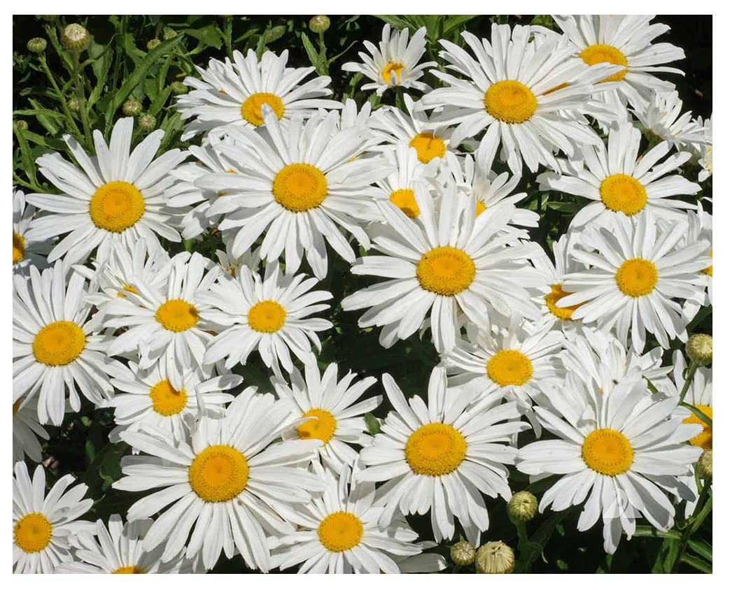 Alaska Shasta Daisy - Perennial, Full Sun Daisy Chrysanthemum - 5,800 Seeds - 30" Tall