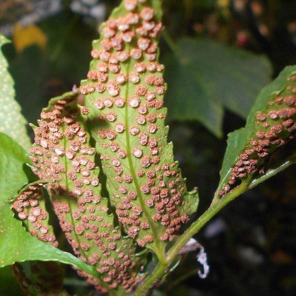 Fern-C. Japanese Holly Fern (1 Gallon)
