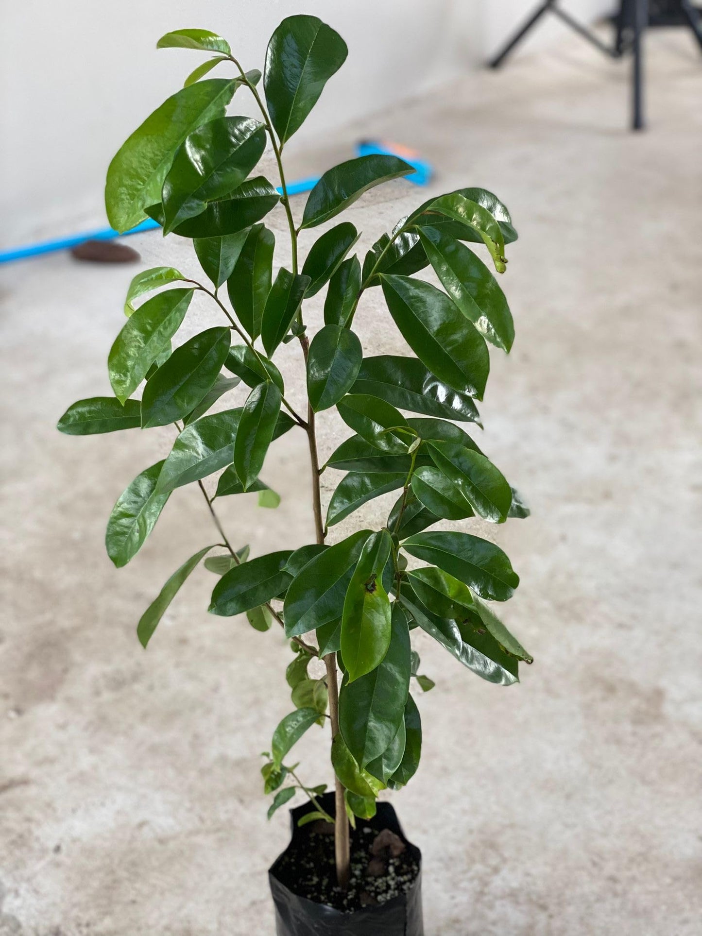 Soursop (Guanabana) 24inch-30inch Live Fruit Tree Annonamuricata