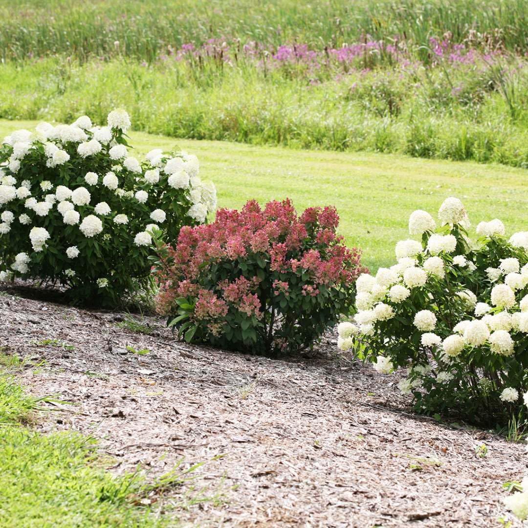 Live Plant - 2 Little Quick Fire Panicle Hydrangea Petite Dwarf Shrubs, 6-12" Tall, Quart Pot