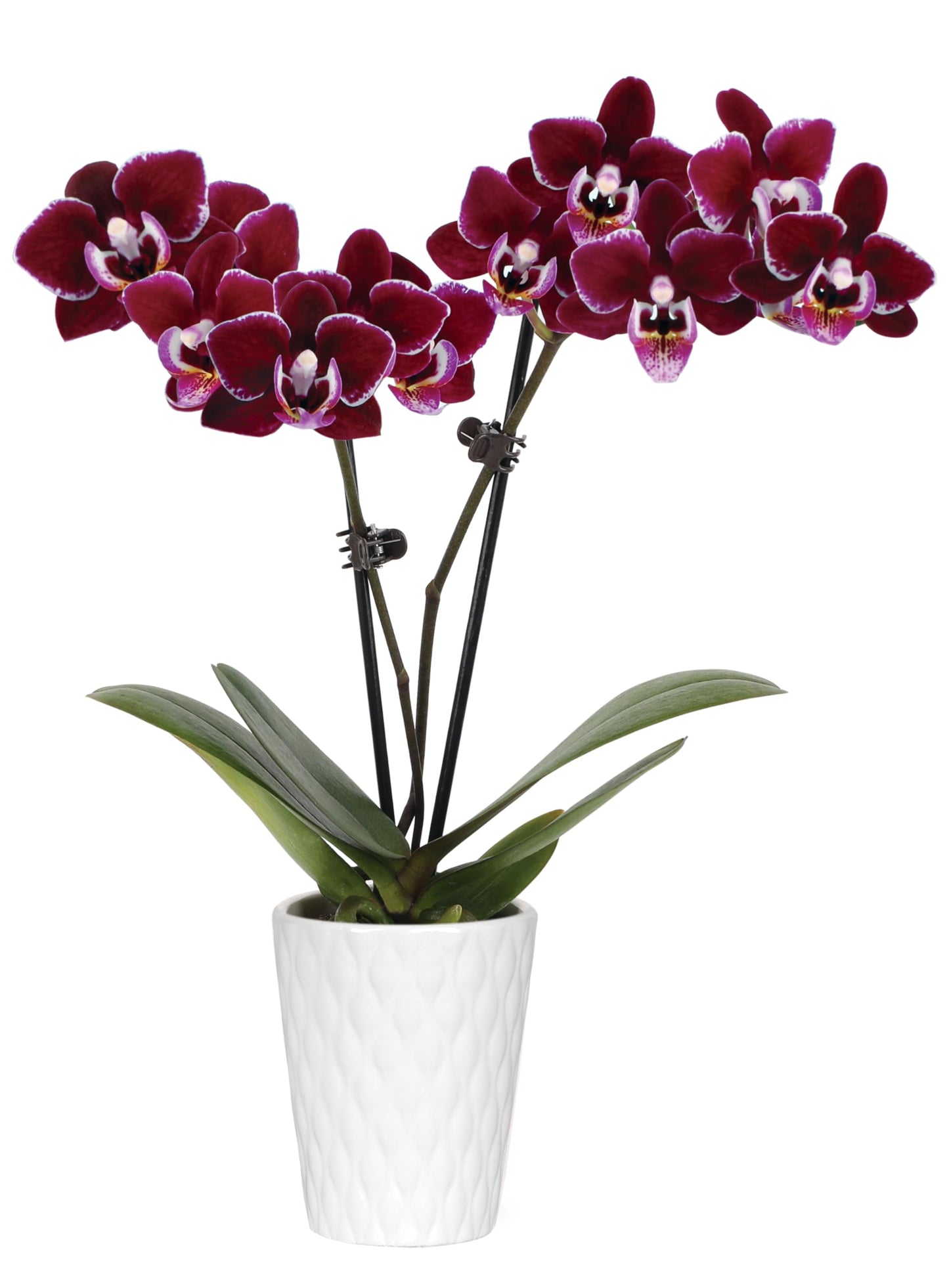 Green Circle Growers 2.5" Purple Mini Orchid in White Ceramic Pot, Live Indoor Plants, House Plant