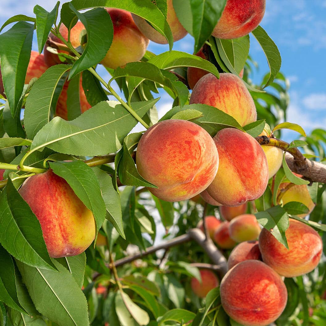 5 Pieces Nemaguard Peach Fruit Tree Seeds for Planting Outdoor- Perennial Non GMO Fruit Seeds Tasty Sweet Great Home Garden Gift
