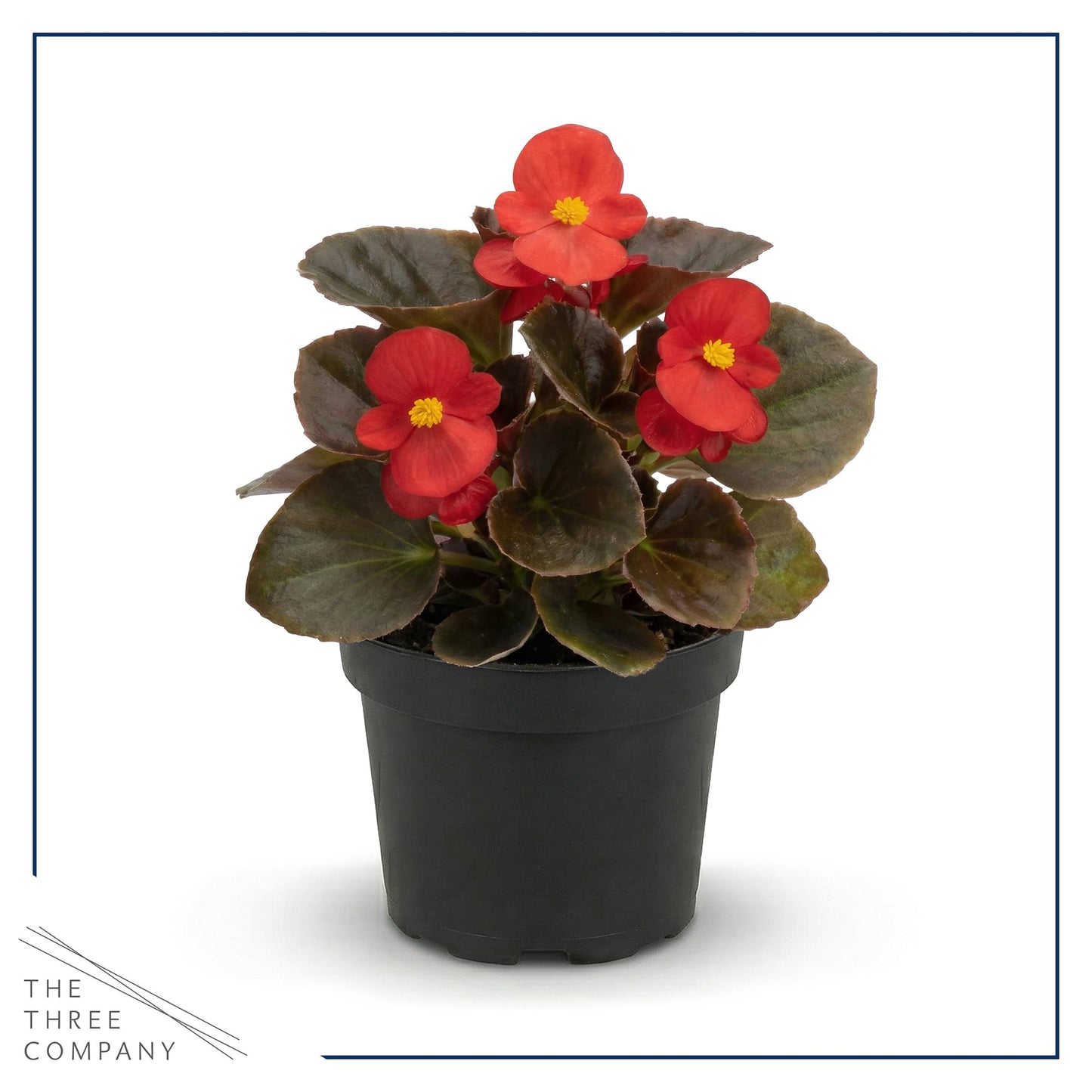 Live Begonia - Dark Leaf Assorted (4 Per Pack), Beautiful Shade Annual, Ships 8" Tall by 4" Wide in 1 Pt Pot