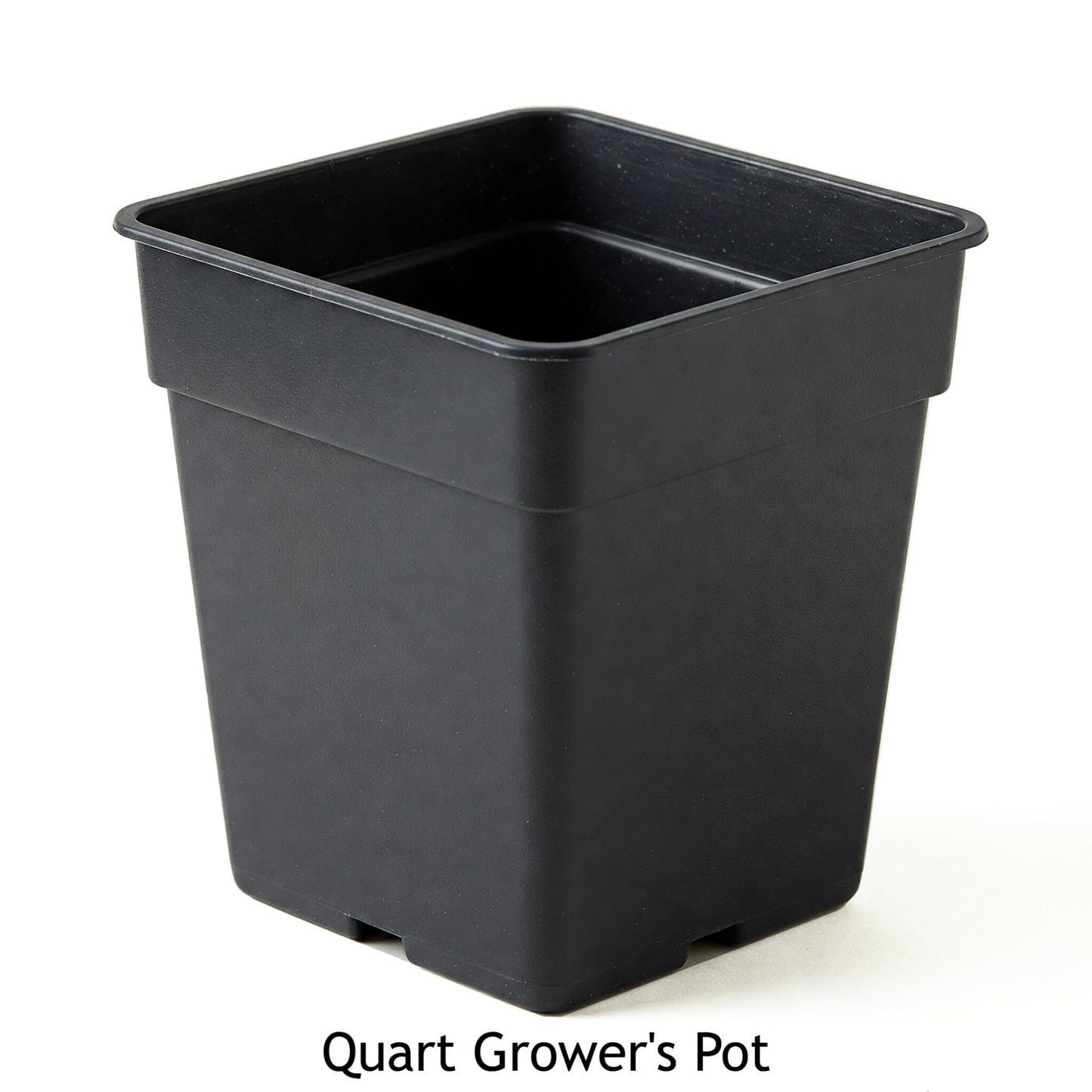 Easy to Grow Passion Flower Ruby Glow 1 Plant - Potted Vine in Quart Grower Pot, Summer Fragrant Maroon-Red Blooms in Sun (Passiflora)