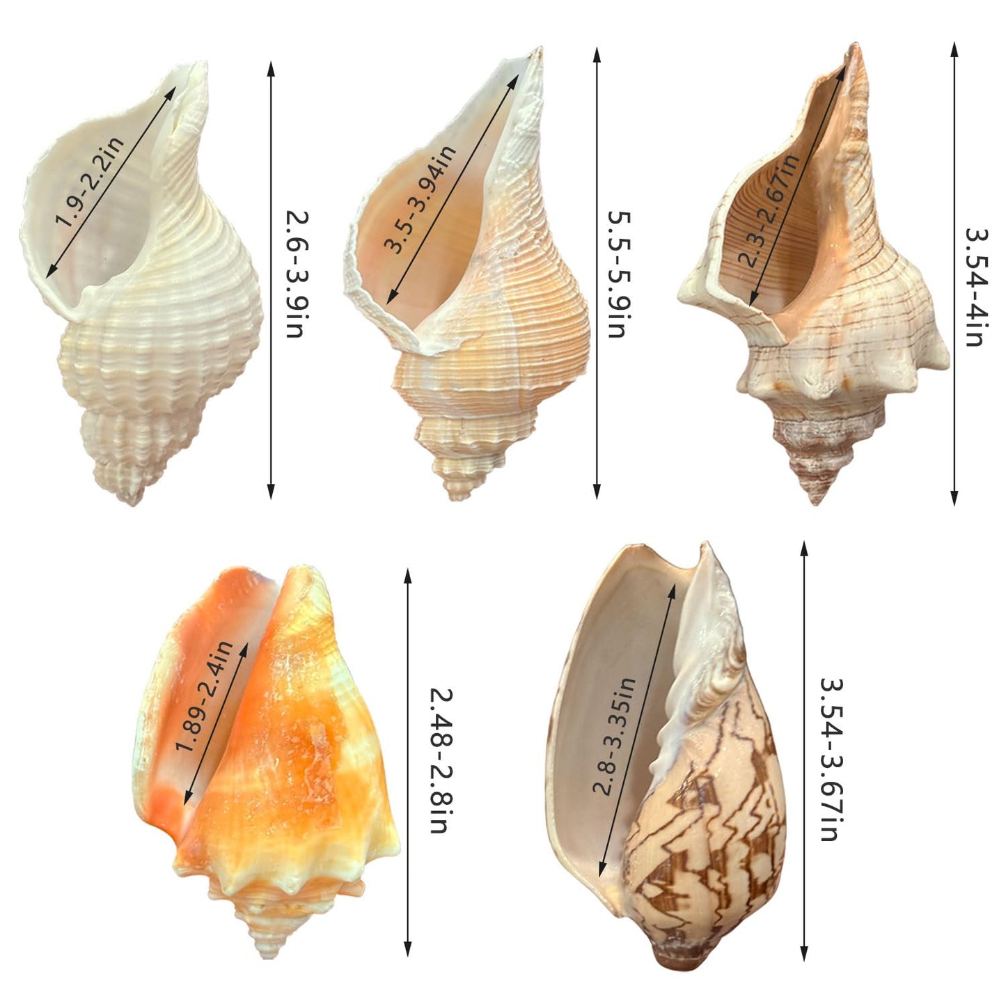 5PCS Medium and Large Hermit Crab Shells| Natural Sea Conch Size 2.8" - 4.5", Opening Size 1.6" - 2.7" | Turbo Seashells for Hermit Crab Supplies and Beach Decoration