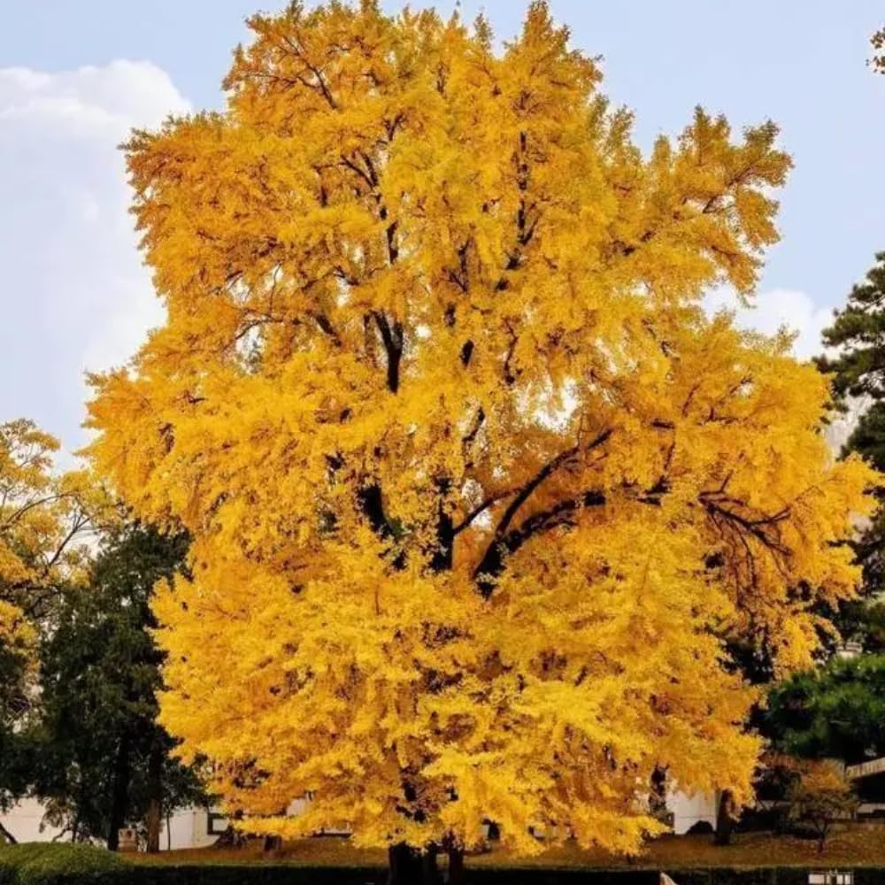Ginkgo Tree Live Plant, Yellow Leaves, Hardy Gingko Tree, 8-10" Tall in Quart Pot for Planting