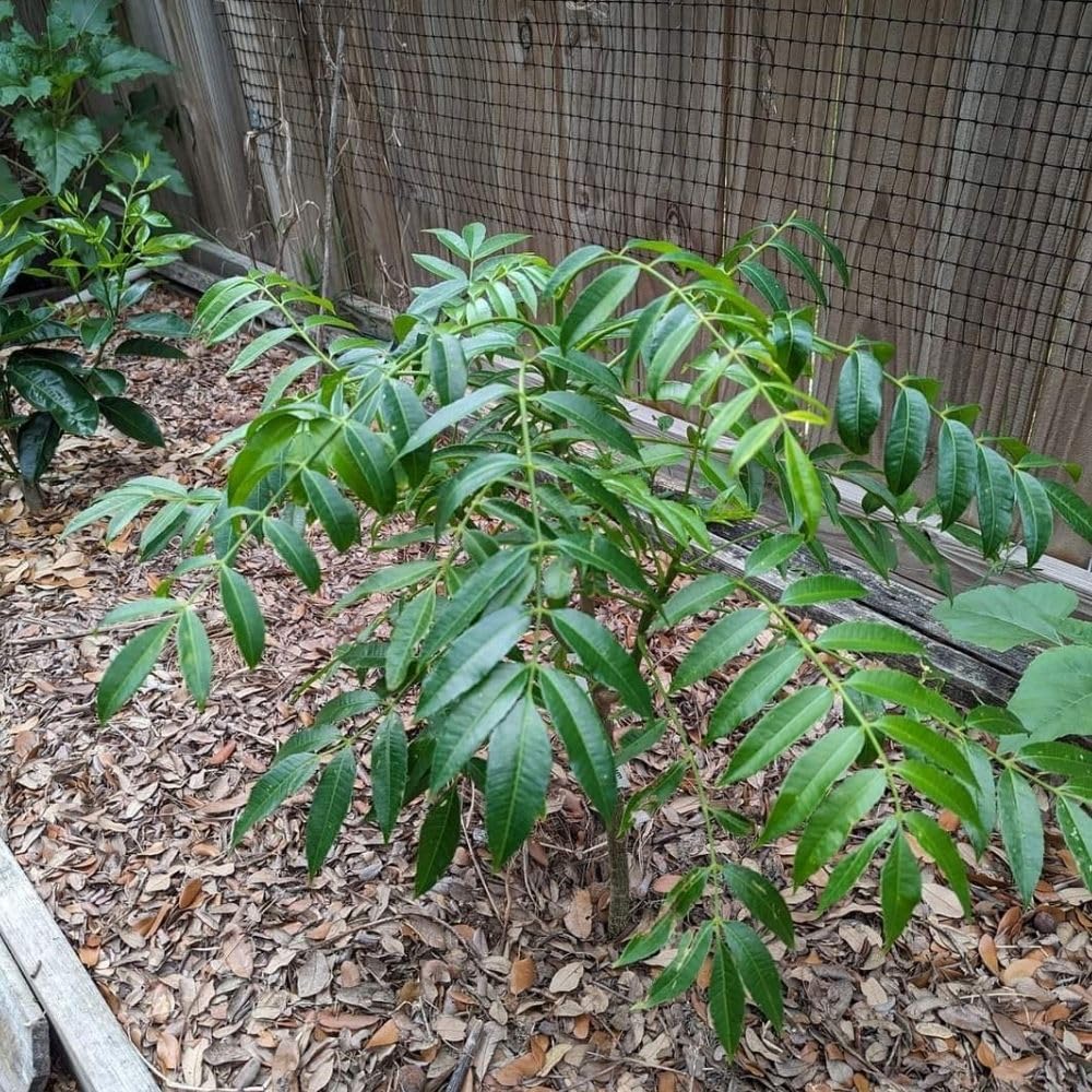 Live June Plum Plants 2-3 Feet Tall in 1 Gallon Pot, June Plum Plants Live, Well-Rooted Tree for Garden Planting