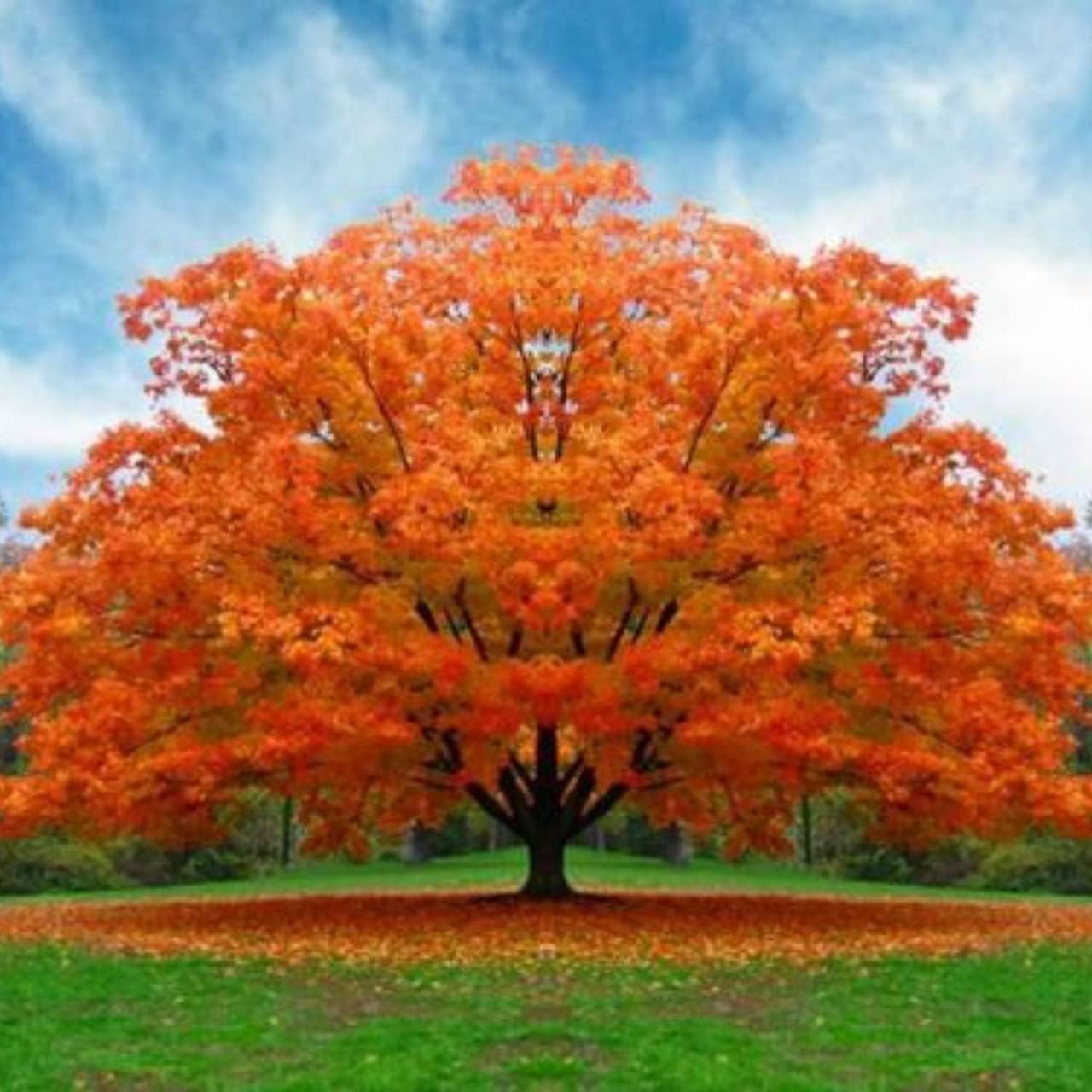 White Oak Trees for Planting | Live Tree Seedlings | No Ship to California (2 Trees)