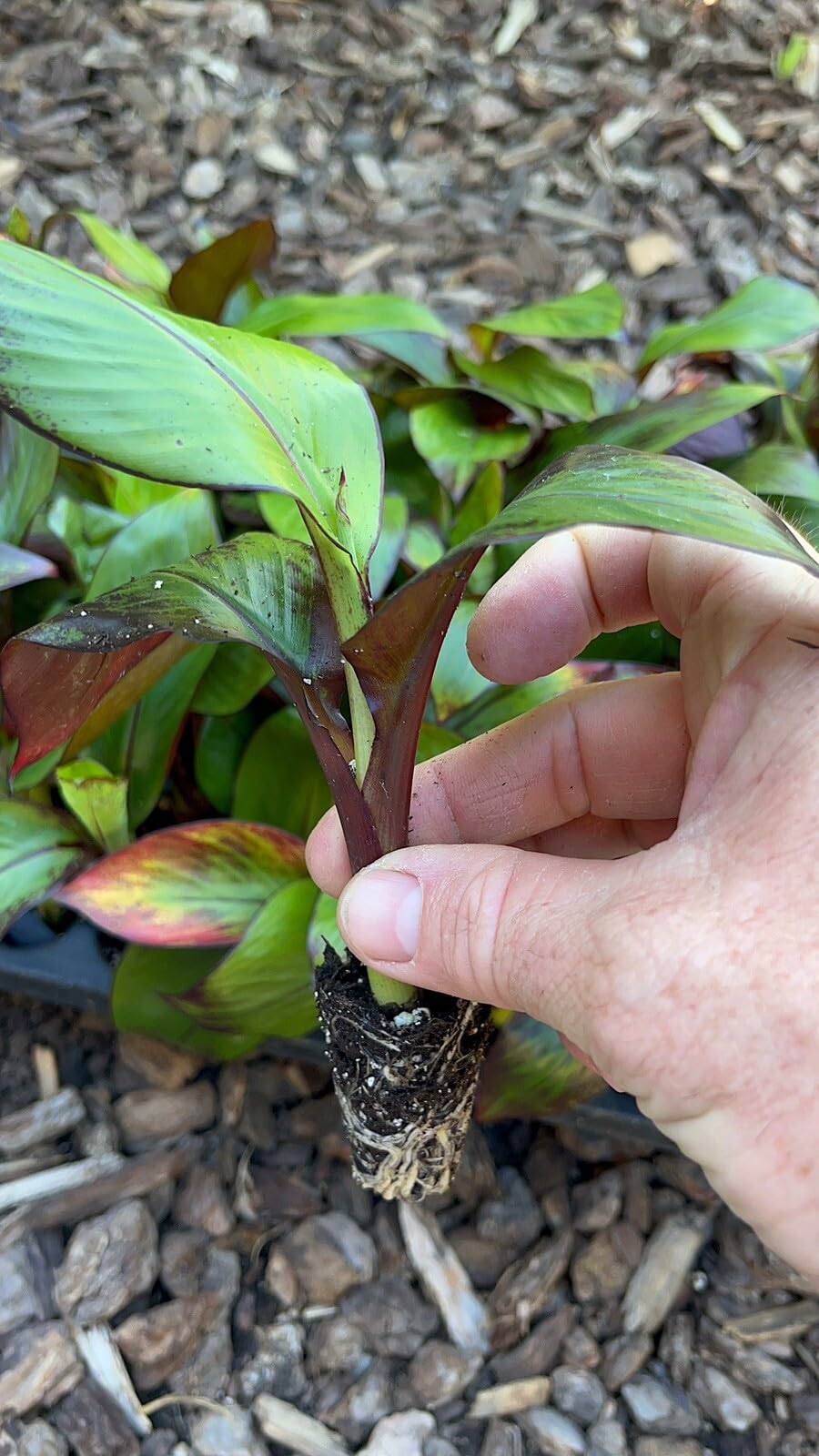 Live Plant - Ensete Maurelii - Red Abyssinian Banana