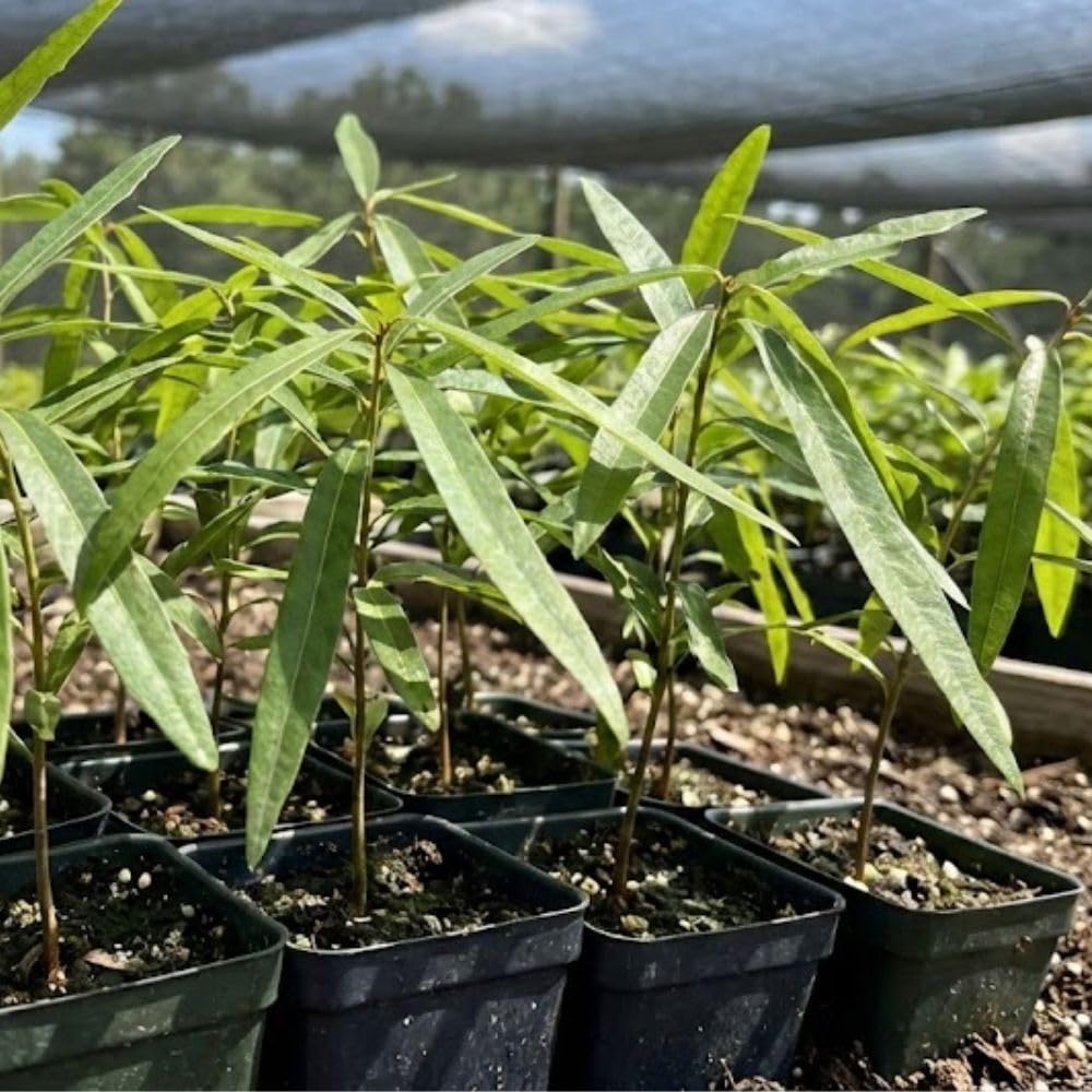 2 Live Willow Oak Plant, Willow Oak Shades Plant Live 6-10 Inches Tall, Oak Trees for Planting Outdoor Garden