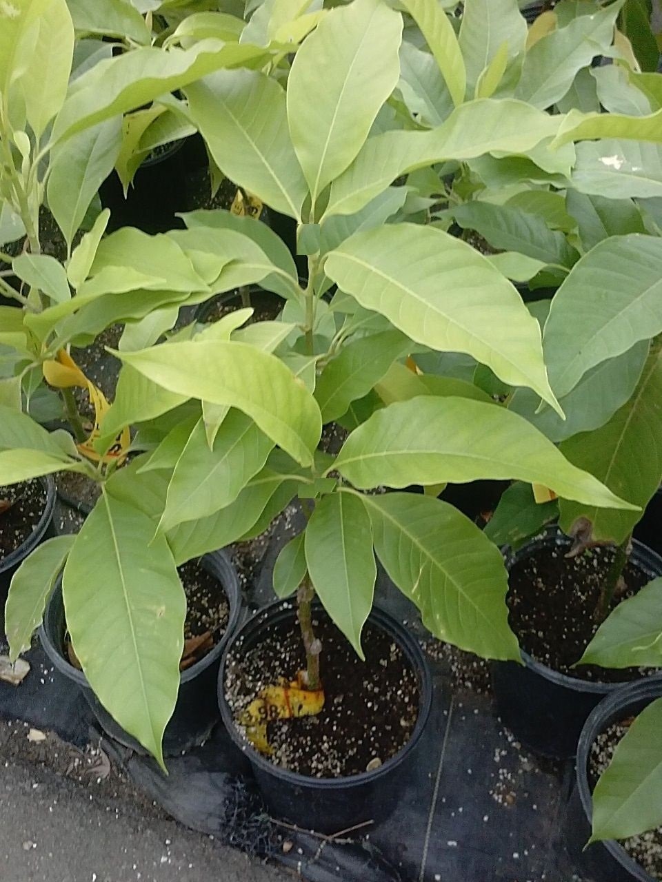 9EzTropical - White Champaca - 1 to 2 Feet Tall - Airlayer Tree - Ship in 1 Gal Pot