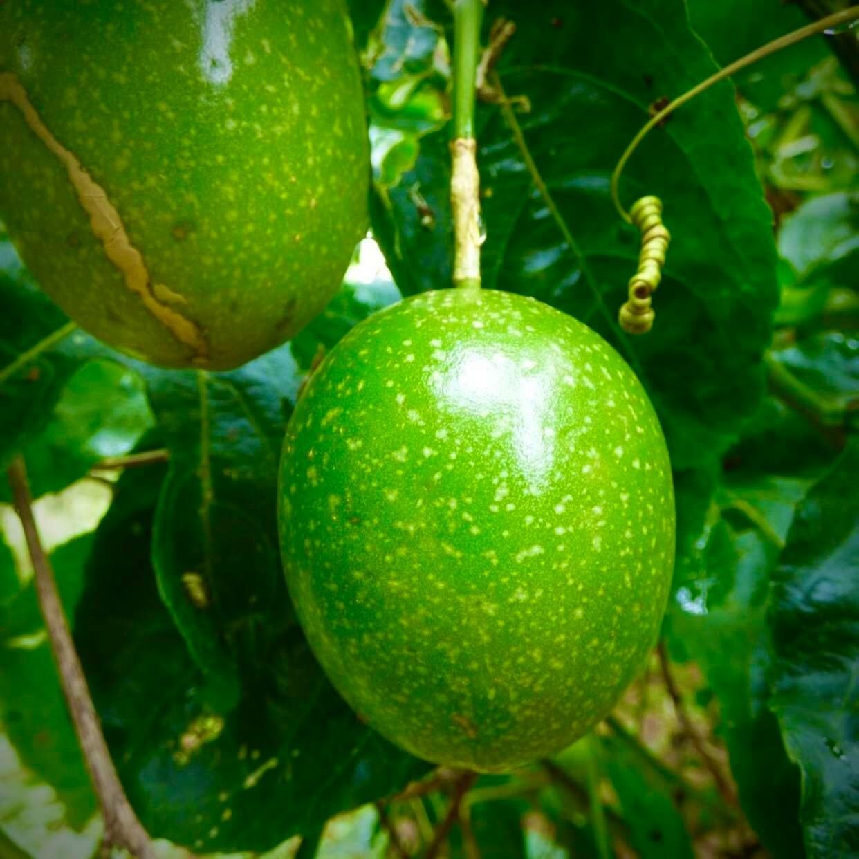 Live Plant - Passion Fruit Live Fruit Plant 1’-2’