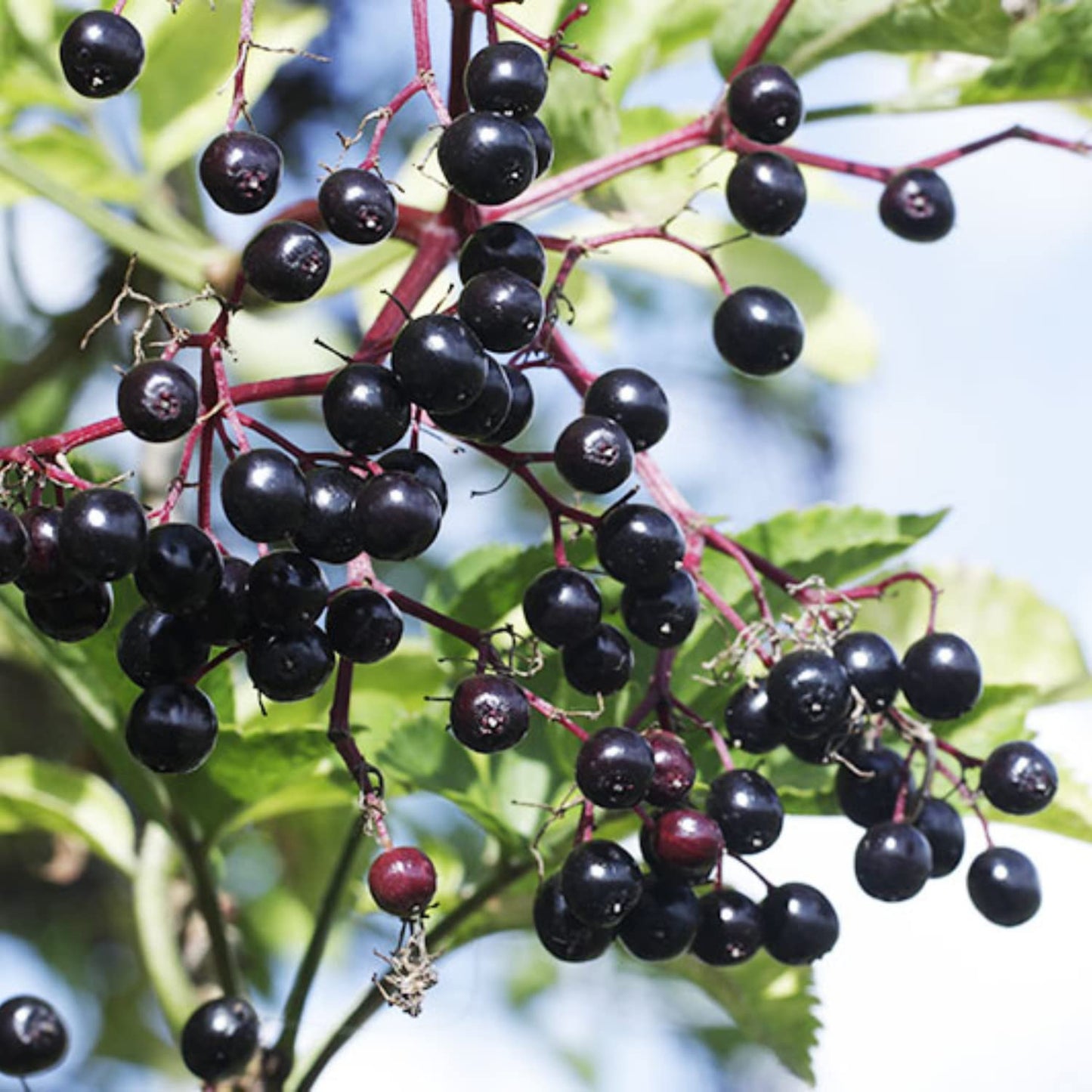 2 Black Elderberry Plants Live to Grow, 6 to 12 Inch Tall, Elderberries Bush Live, Berry Fruit Trees Live Plants