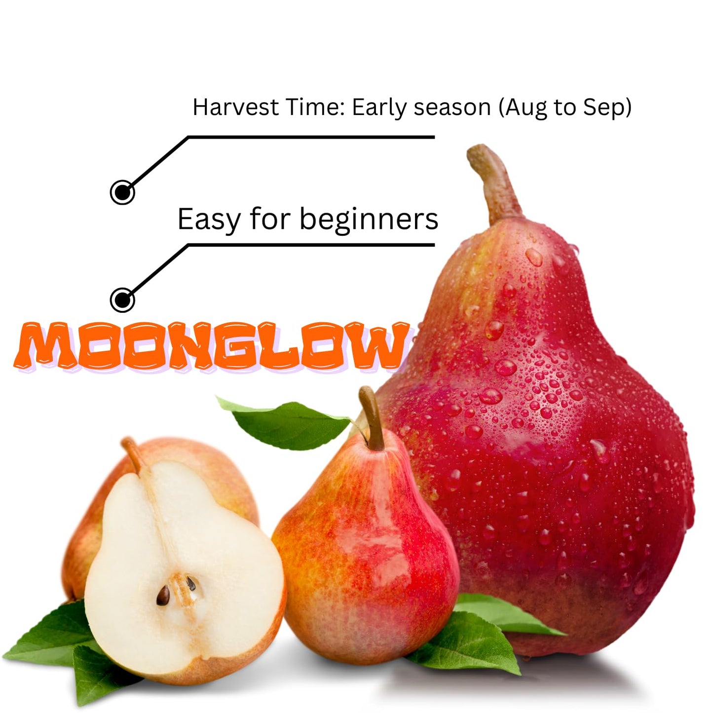 9 Months Old Pear Tree Live Plant for Spring Planting, Red-Yellow Green Pears 8-10 Inches in Tall, No Pot, Dormant in Winter, No Leaf, Cold Hardy Pear Home Orchard Yard