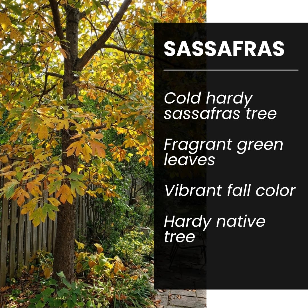 2 Live Sassafras Tree Plants for Growing (Sassafras albidum) – Hardy Native Deciduous Tree – Vibrant Fall Color – Ideal for Landscaping & Wildlife Gardens - Well Rooted Tree Seedlings