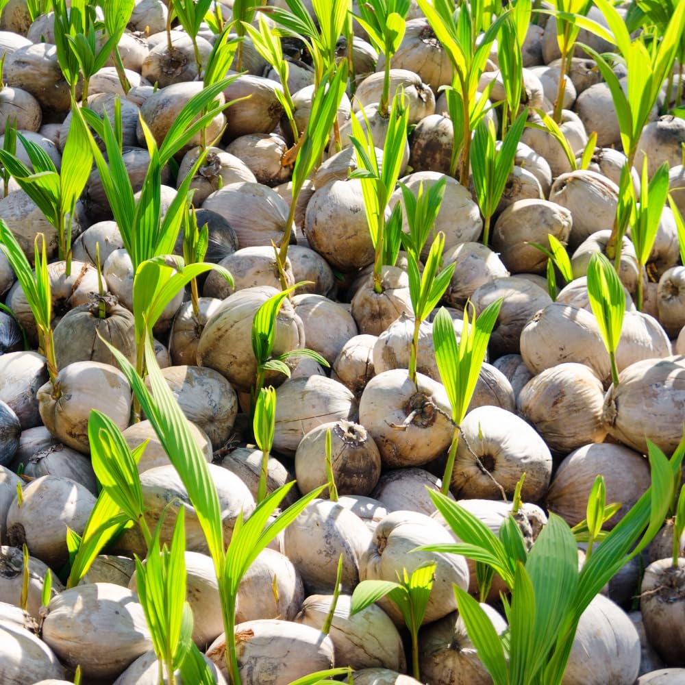 Yellow Coconut Tree Live Plants, Live Sprouted Coconut for Edible Gardening, Sweet Tropical Fruit Tree for Zones 10-11, 6-8 Inch Tall