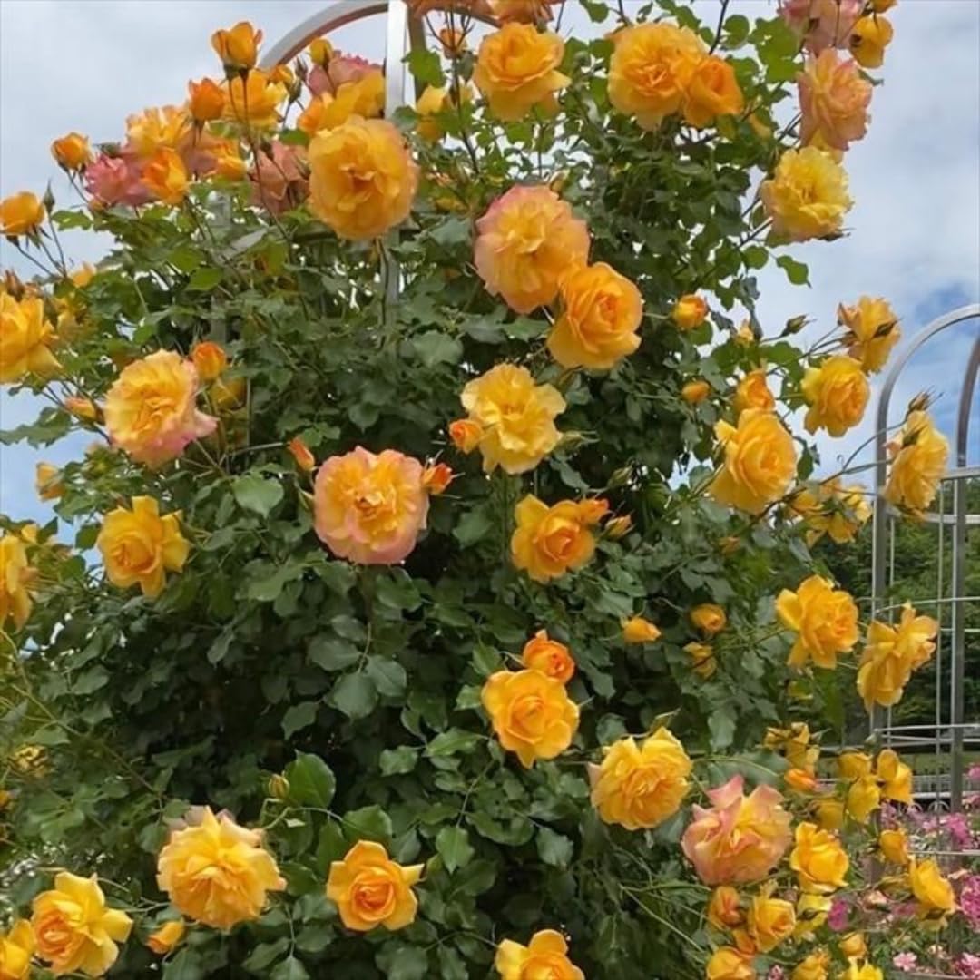 Single Color Random Climbing Rose Live Plant, Fragrant Rose Bush Ready to Plants, Zone 5 to 9, Size 5 to 7 Inches and Bare Root