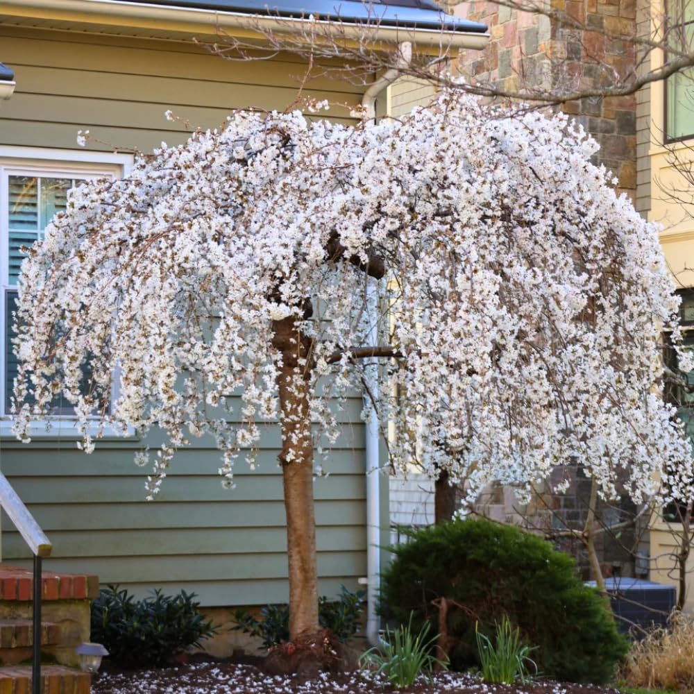 Cherry Blossom Tree, Live Ornamental Tree 6-12" Tall in Pot, Beautiful Spring Blooms for Outdoor Planting (Weeping Cherry Blossom)