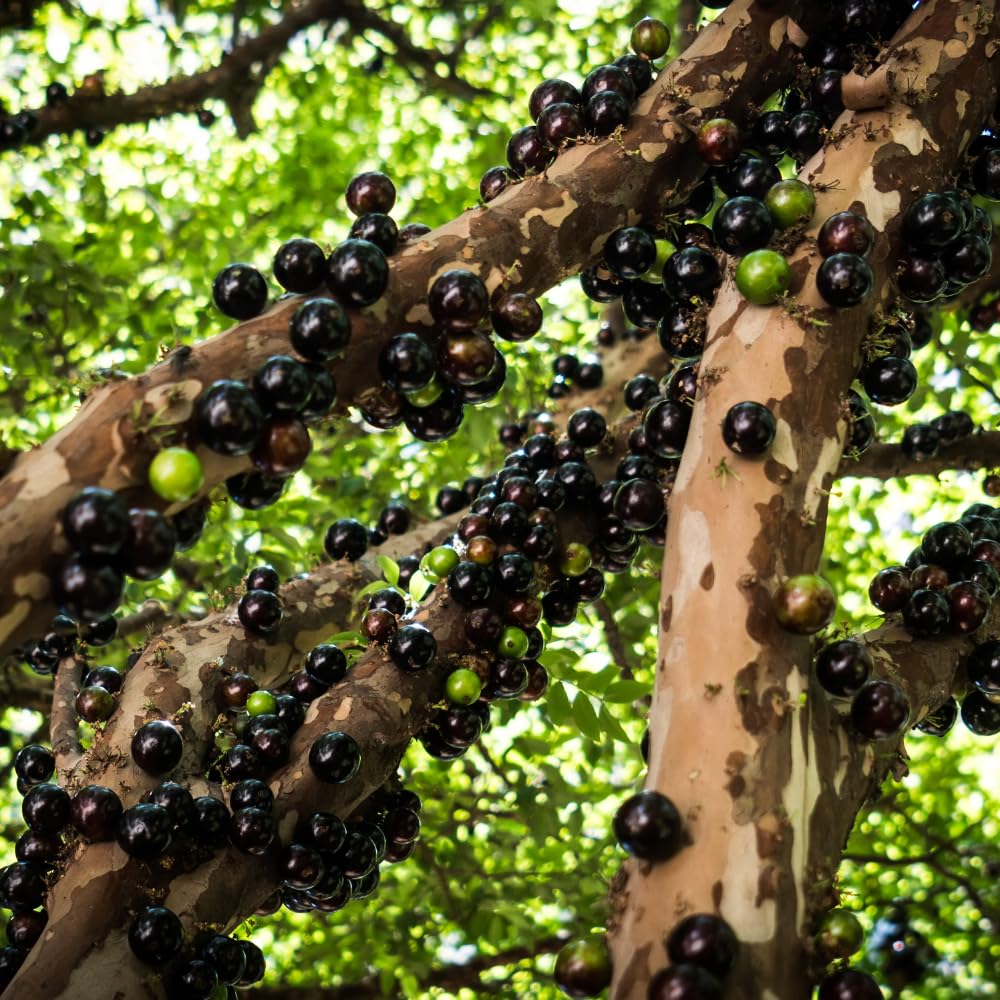 Black Jaboticaba Tree Live Plant, Jabuticaba Plant Starter 4-8 Inches, Brazilian Grape Tree for Outdoor Planting
