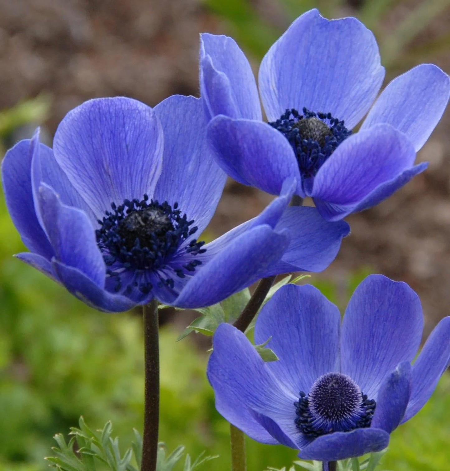 Votaniki Anemone Blue Poppy - Hardy Perennial, Long Lasting Blooms, Anemone Coronaria ‘Blue Poppy’ Bulbs | Spring Flowering Bulbs, Easy to Grow (12 Pack)