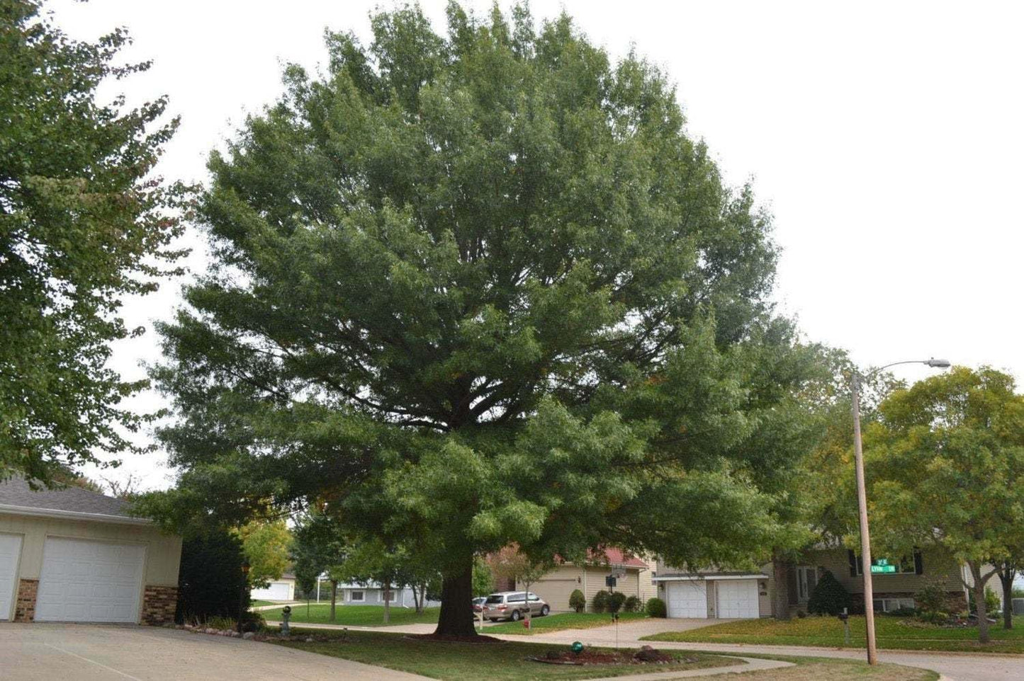 Live Plant - 2 Pin Oak Trees - Live Potted Plants - 12-18" Tall - 4" Pot - Quercus palustris