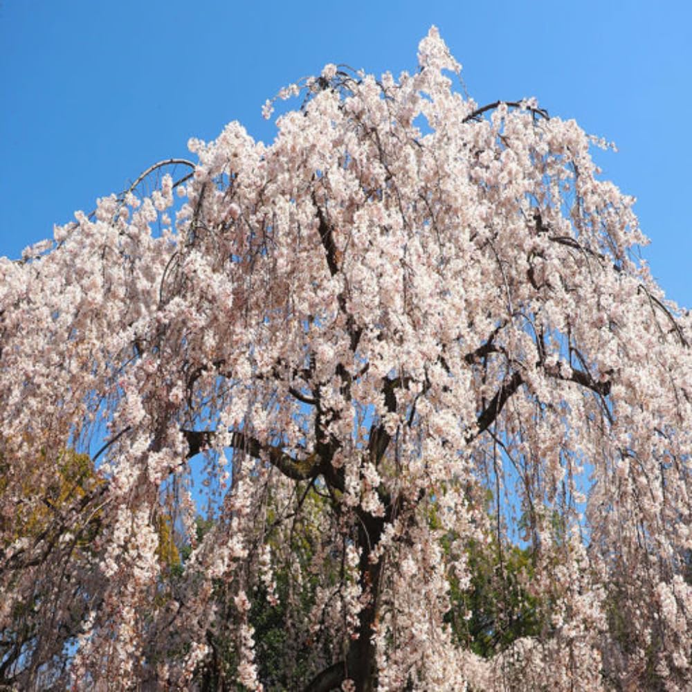 Cherry Blossom Tree, Live Ornamental Tree 6-12" Tall in Pot, Beautiful Spring Blooms for Outdoor Planting (Weeping Cherry Blossom)