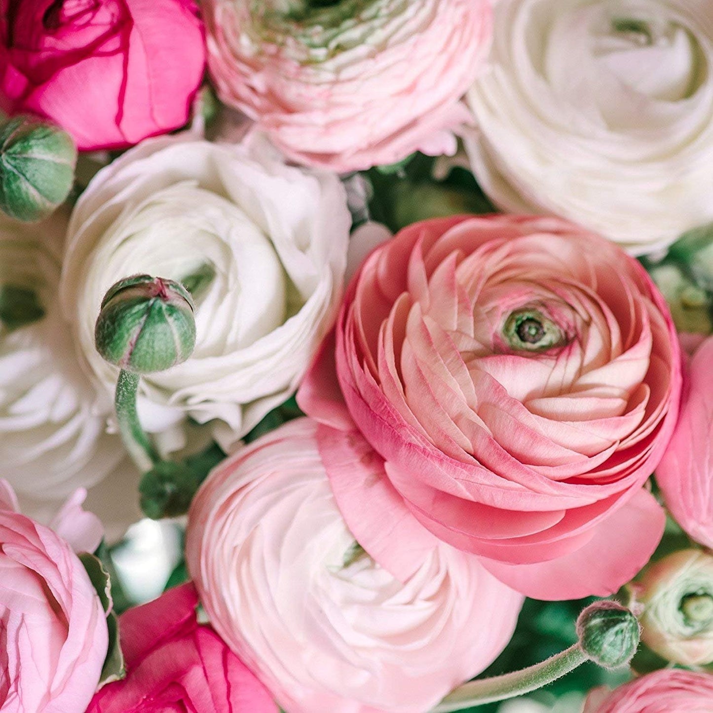 Café Ranunculus Corms for Planting – Romantic Blush & Champagne Double Blooms – Spring Flowering Buttercup Bulbs – Cut Flower Garden Favorite (20 Corms)