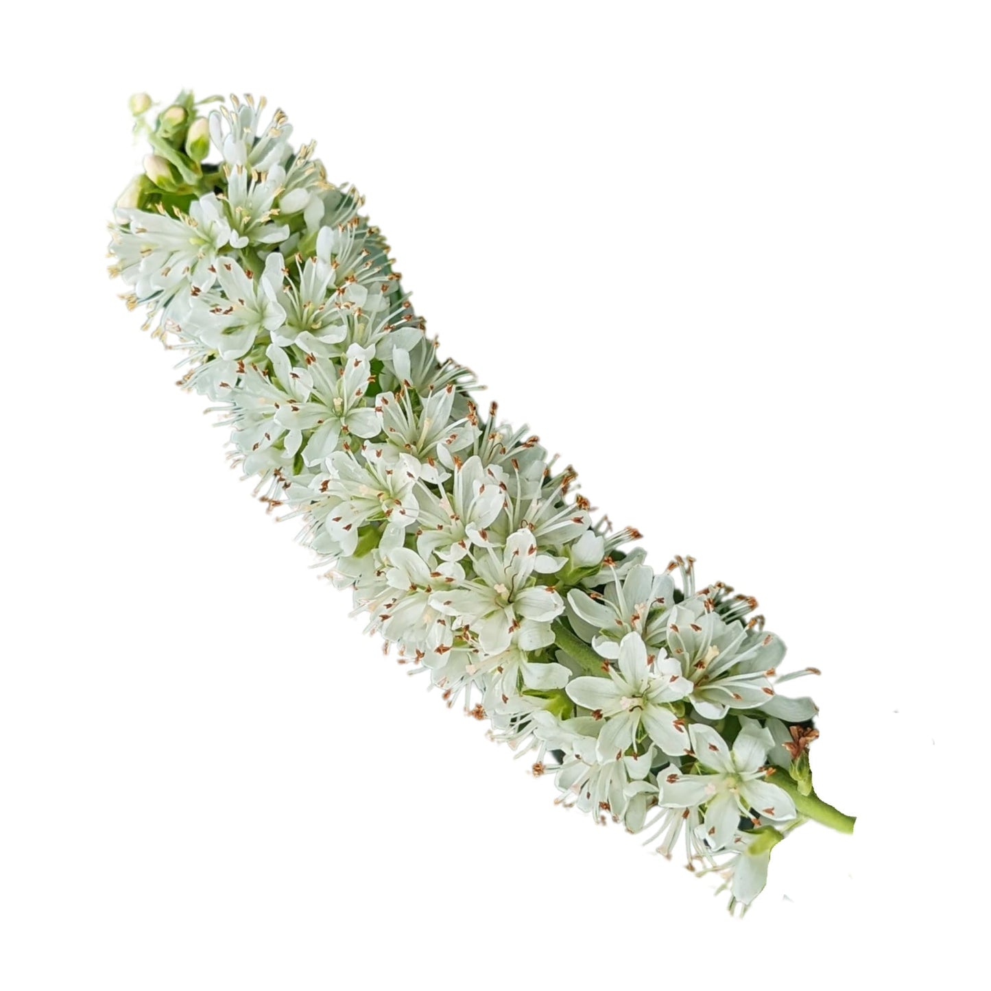 Proven Winners Ripple Effect Summersweet (Clethra alnifolia) Live Plant, 4.5" Qt
