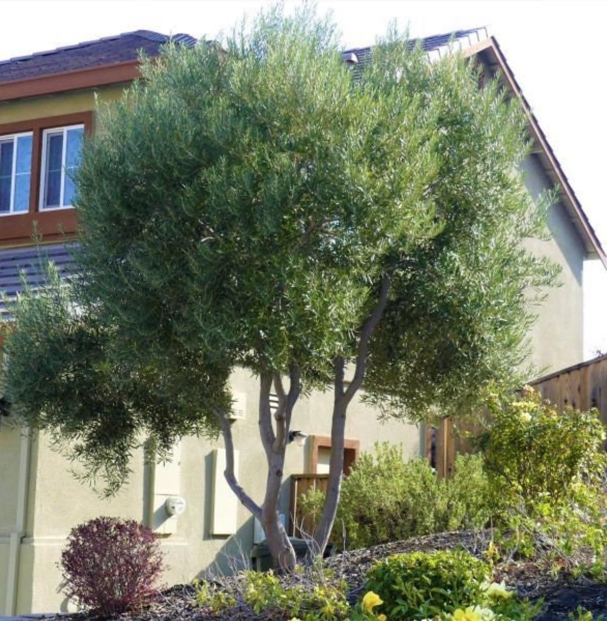 Live Plant - Arbequina Olive Tree-Olea Europea- ONE Small Rooted Plant