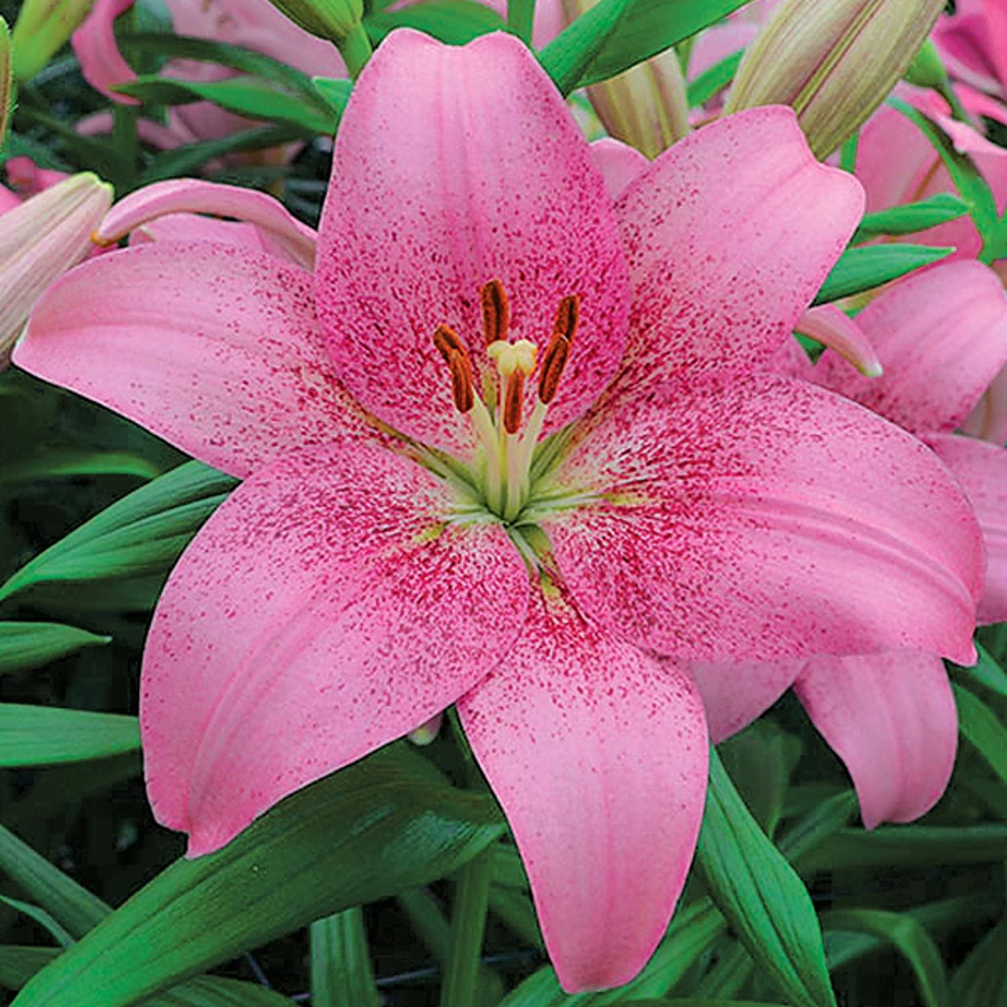 Easy to Grow Lilium Asiatic Tango Lily 'Pink Brush' Plant Bulbs (3 Pack) - Pink Flowering Blooms in Summer Gardens
