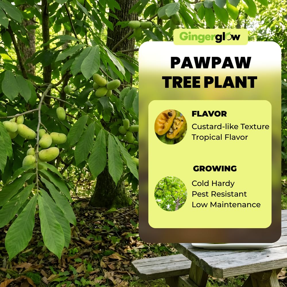 Pawpaw Tree Live in Quart Pot, 12-18" Tall, Cold-Hardy North American Fruit Tree, Native Fruit Tree Starter for Backyard and Garden Rows