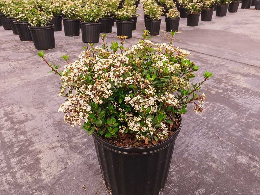 Mrs. Schiller's Delight Viburnum 1 Gallon
