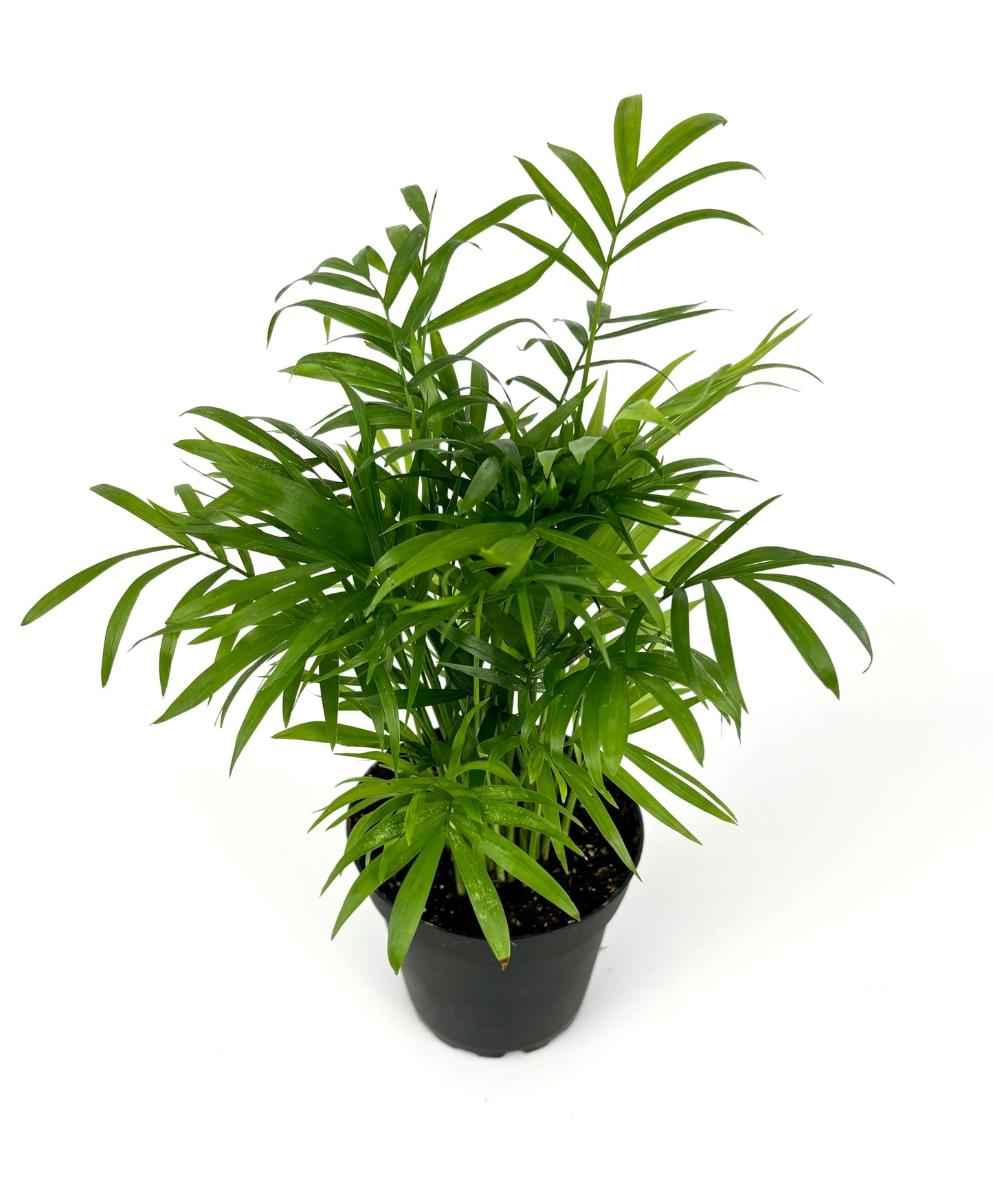 Chamaedorea Elegans Parlor Palm, Neanthe Bella Palm in 4" Pot