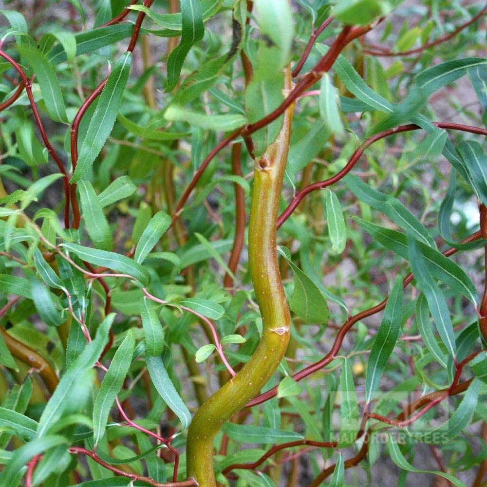Scarlet Curls Corkscrew Weeping Willow - Live Plant - Quart Pot