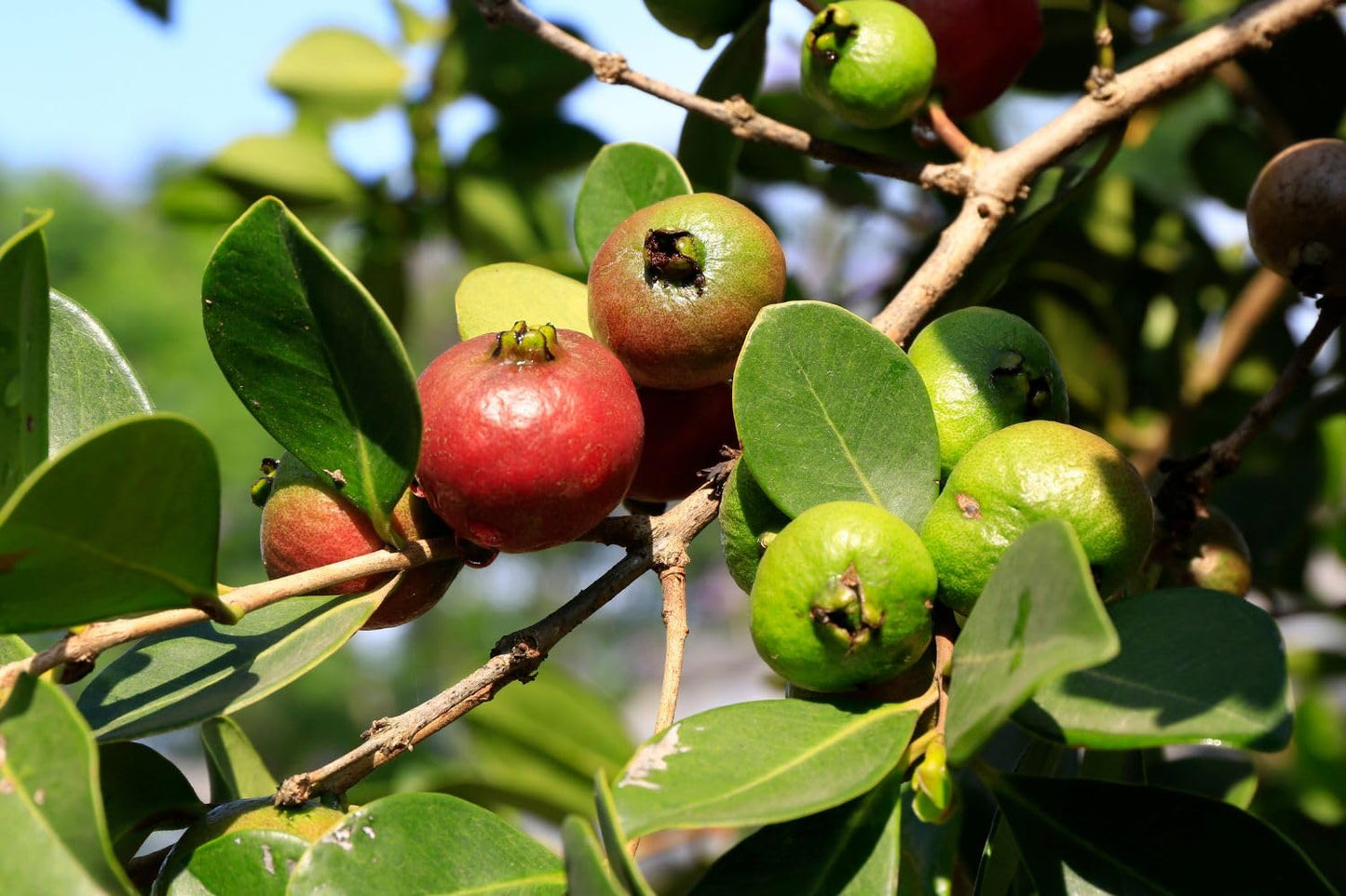 Guava Tree Live Plant, Red Guava Plant Live for Planting, 8 to 12 Long, Half Gallon Pot