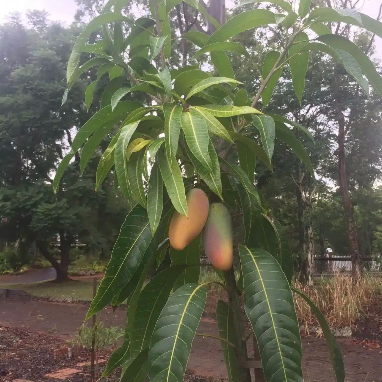 Live Plant - Mango Mahachanok (mangifera) Tropical Fruit Tree 12″-24″