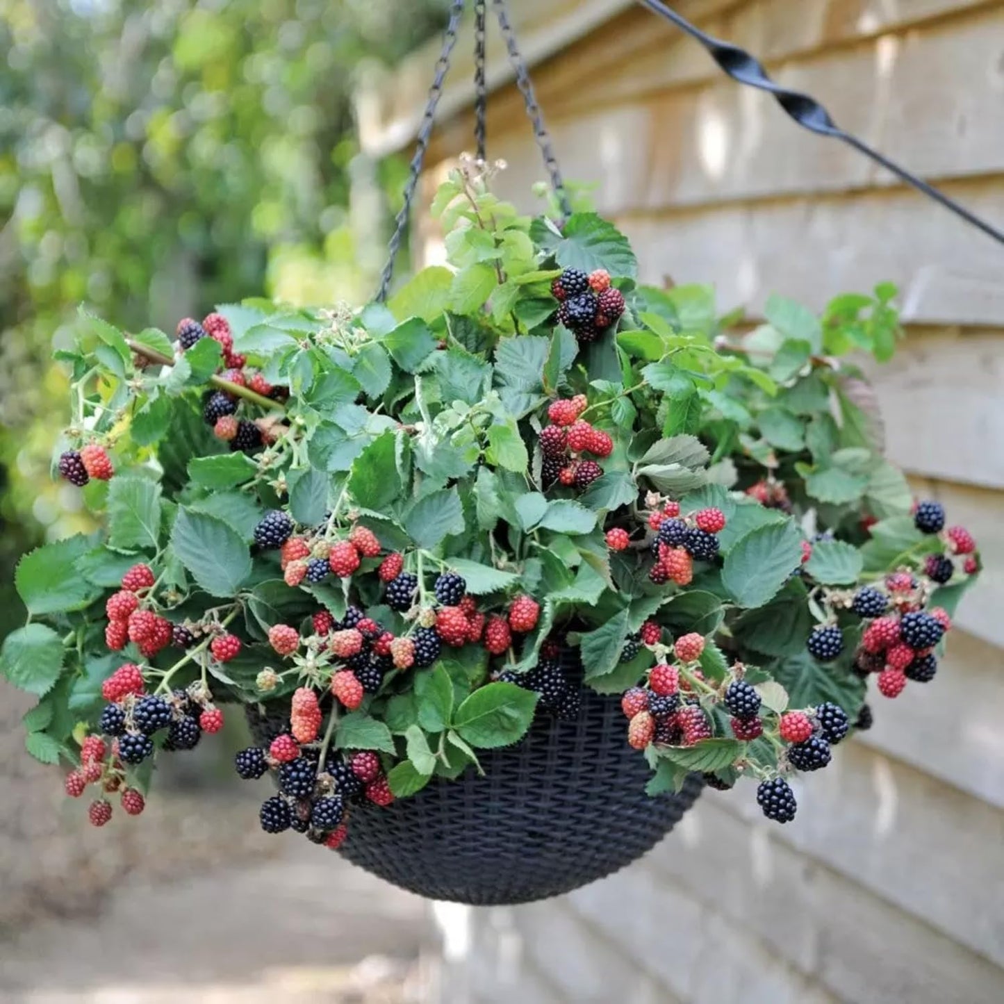 2 Boysenberry Tree Plant Live, Sweet Boysenberry Tree 4-6 Inc, Edible Fruit Plant for Outdoor Landscape
