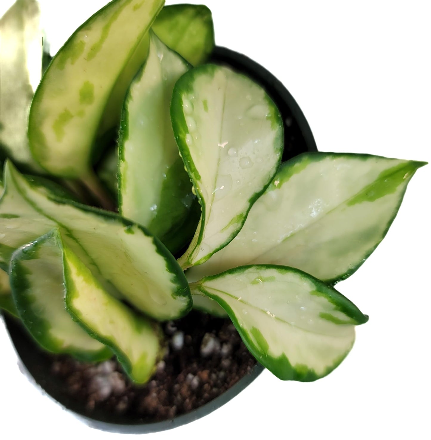 Hoya Krimson Princess, Hoya Carnosa Vareiagata, Live Hoya Plant, Live Arriaval Guarantee! (4" Pot with 2 or More Plants)