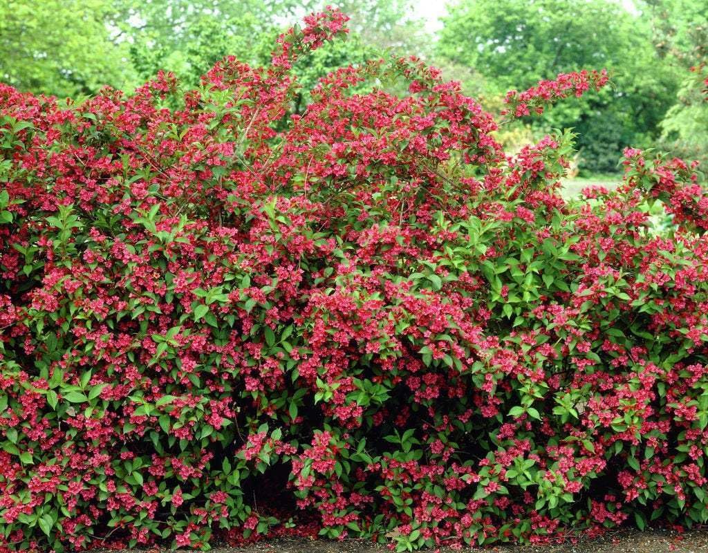Live Plant - 2 Ruby Red Weigela Shrubs - Live Potted Plants - 6-12" Tall Seedlings - 4" Pot