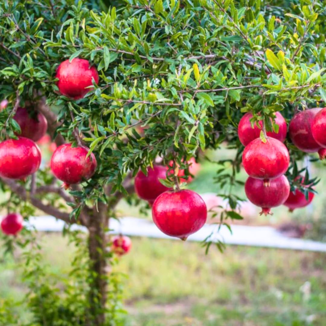 Sweet Pomegranate Tree Live Plant, 5 to 8 Inch Tall, Pomegranate Fruit Tree, Outdoor Plant, Edible Fruits