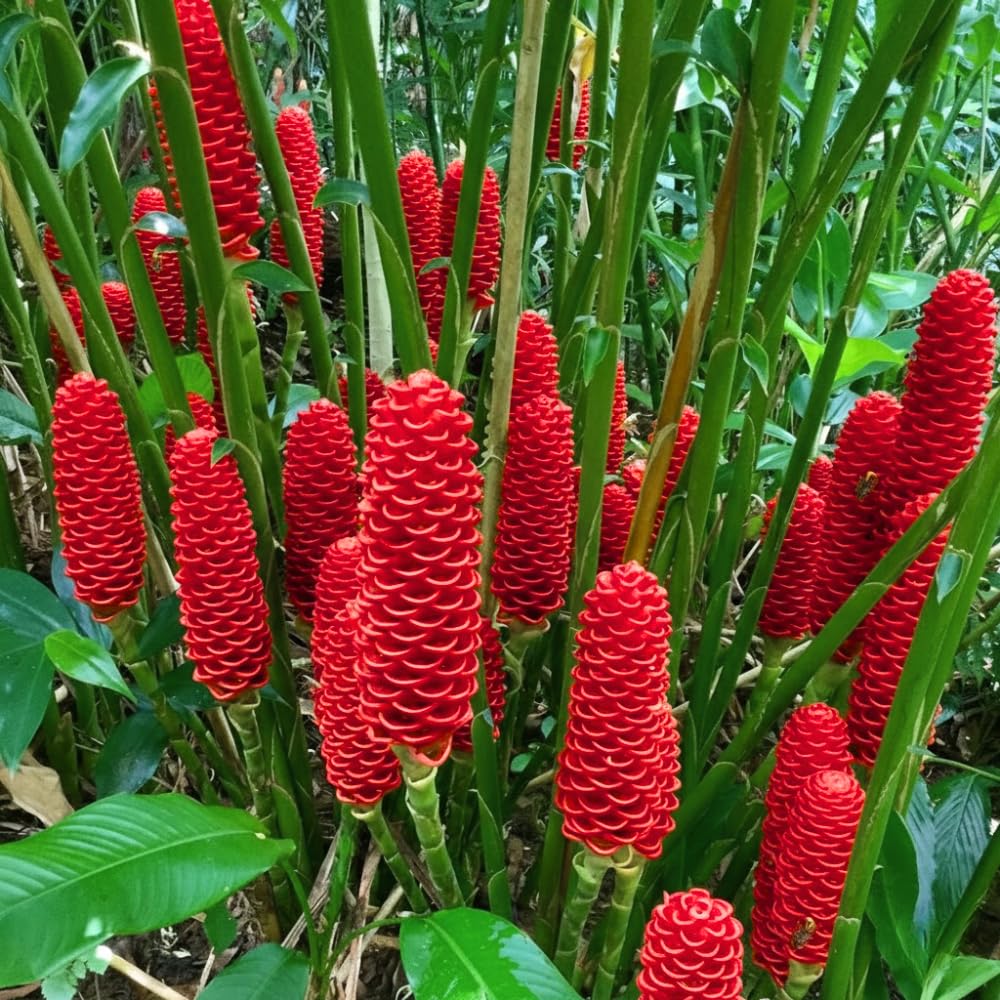10 Awapuhi Shampoo Ginger Roots, Zingiber Zerumbet Red Pinecone Ginger Rhizomes
