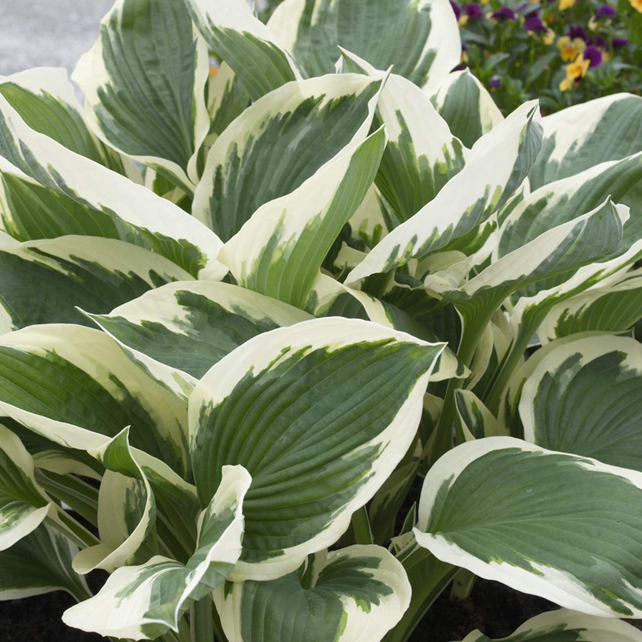 Van Zyverden Hosta Patriot Set of 3 Roots