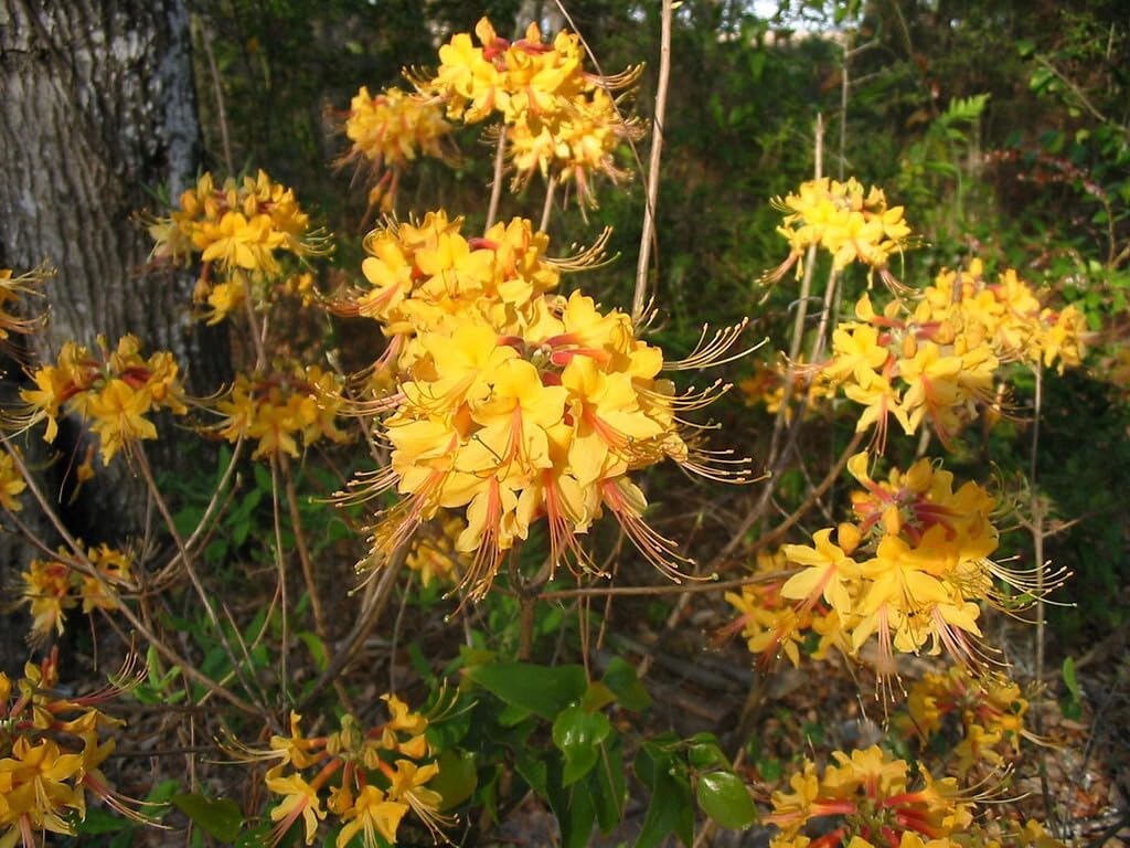 Live Plant - Escatawpaaromi Azalea Rhododendron Deciduous Small Starter Plant