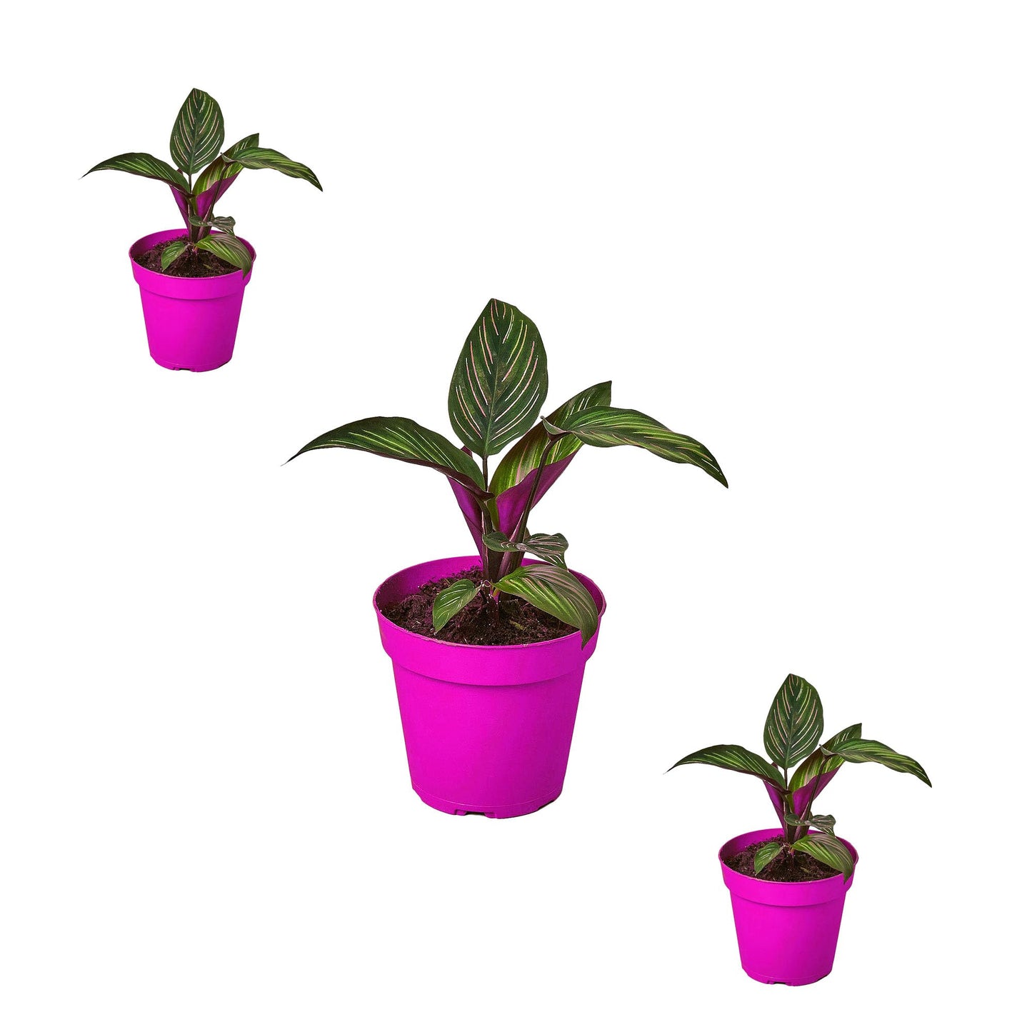 3 Pack Calathea 'Beauty Star' in 4in Pot - Live Plants Tropical Houseplants | Variegated | USA Growers | The Snobby Leaf